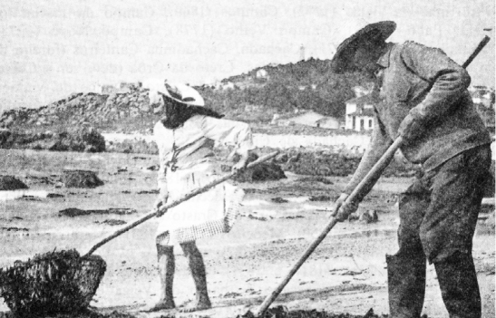 Sargaceiros de Carreço| c. 1930s